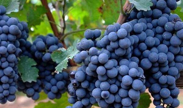 法国酿制葡萄酒的葡萄品种赤霞珠
