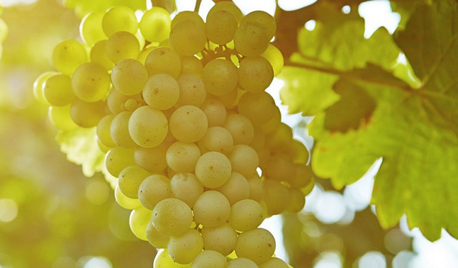 深度认识法国白葡萄品种谁更有优势？