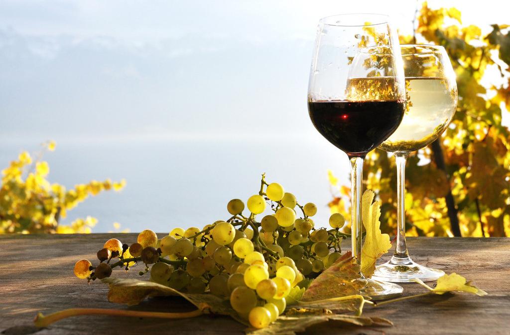 用什么葡萄做葡萄酒？