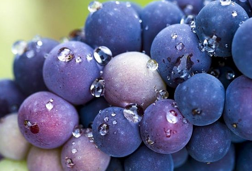 索诺玛大热的优质葡萄品种