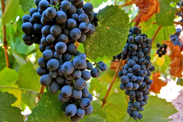 葡萄酒的葡萄种类